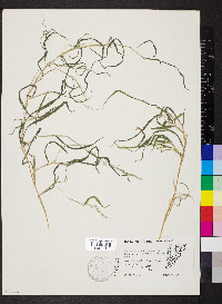 Muhlenbergia frondosa image