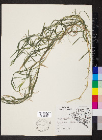 Muhlenbergia frondosa image