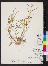 Muhlenbergia frondosa image