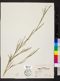 Muhlenbergia frondosa image