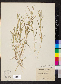 Muhlenbergia frondosa image