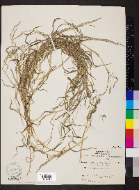 Muhlenbergia frondosa image