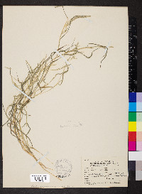 Muhlenbergia frondosa image