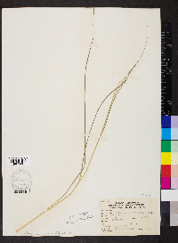 Muhlenbergia frondosa image