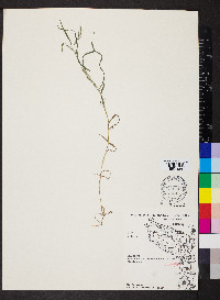 Muhlenbergia frondosa image