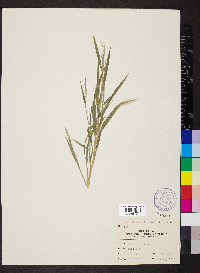 Muhlenbergia frondosa image
