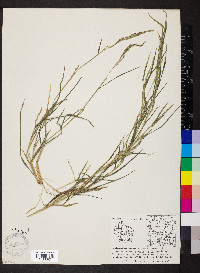 Muhlenbergia frondosa image