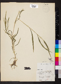 Muhlenbergia frondosa image