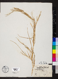 Muhlenbergia frondosa image