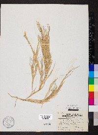 Muhlenbergia frondosa image