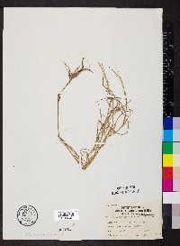 Muhlenbergia frondosa image