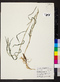 Muhlenbergia frondosa image