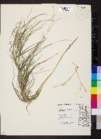 Muhlenbergia mexicana image