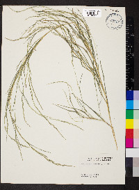 Muhlenbergia mexicana image