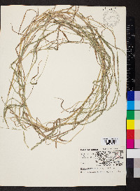 Muhlenbergia mexicana image