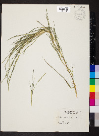 Muhlenbergia mexicana image