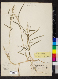 Muhlenbergia mexicana image