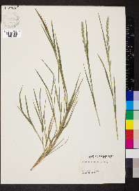 Muhlenbergia racemosa image