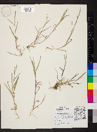 Muhlenbergia schreberi image