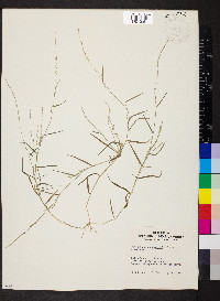 Muhlenbergia schreberi image