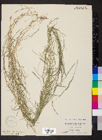 Muhlenbergia schreberi image