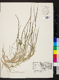 Muhlenbergia schreberi image