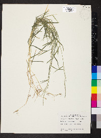 Muhlenbergia schreberi image