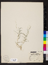 Muhlenbergia schreberi image