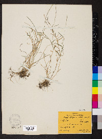 Muhlenbergia schreberi image