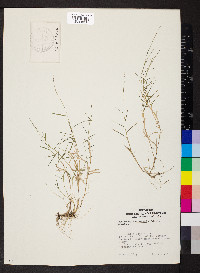 Muhlenbergia schreberi image