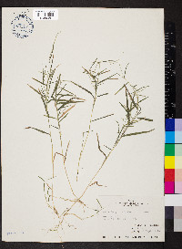 Muhlenbergia schreberi image