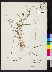 Muhlenbergia schreberi image