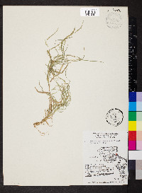 Muhlenbergia schreberi image