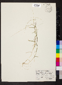 Muhlenbergia schreberi image