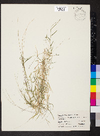 Muhlenbergia schreberi image