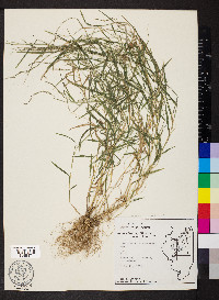 Muhlenbergia schreberi image