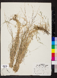Muhlenbergia schreberi image