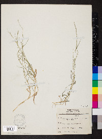 Muhlenbergia schreberi image