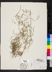 Muhlenbergia schreberi image