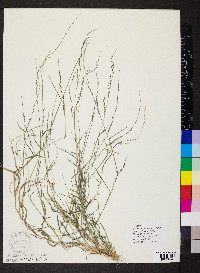 Muhlenbergia schreberi image