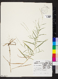 Muhlenbergia bushii image