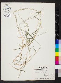 Muhlenbergia bushii image