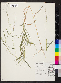 Muhlenbergia bushii image