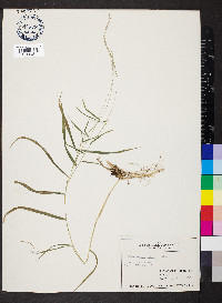 Muhlenbergia bushii image