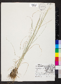 Muhlenbergia capillaris image