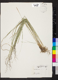 Muhlenbergia capillaris image