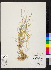 Muhlenbergia schreberi image