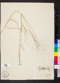 Muhlenbergia capillaris image