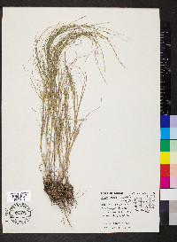 Muhlenbergia cuspidata image