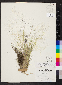 Muhlenbergia asperifolia image